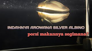 Cara Merawat Ikan Arowana Silver Albino