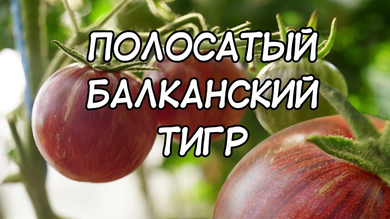 Томат гном тигр. Томат полосатый Балканский тигр. Томат Гном полосатый Балканский тигр. Сорт помидор Балканский тигр. Томат Гном Балканский тигр.