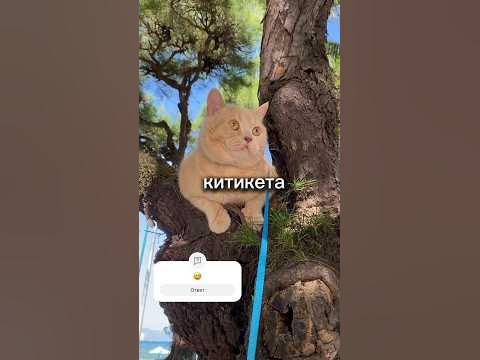 Ожидание ответа, как у кота Бориса Китикета 🐾🤔 Что он подскажет на этот ...