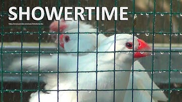 Bird Showertime - Java Finches, Canaries, Lovebird