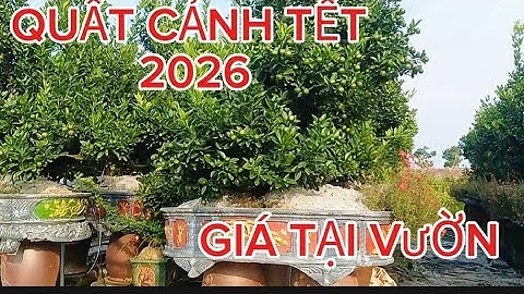 QUẤT CẢNH TẾT 2026 #QUAT CẢNH #QUAT LÙM, QUẤT THÁP,#Quat bể khánh 🥰 và các loại quất giá tại vườntet