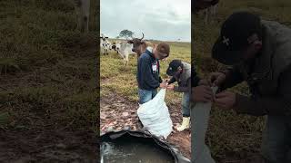 Aqui você aprende #cavalo #pecuarista #fazenda #cavalos