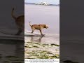 Dog Skateboarding at the Beach – Riding Waves of Sand 🐕🛹🌊