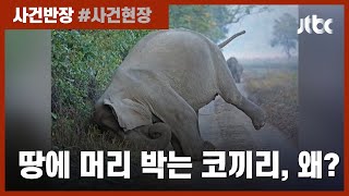 길가던 인도코끼리, 땅에 갑자기 머리를 '쿵'…왜? / JTBC 사건반장