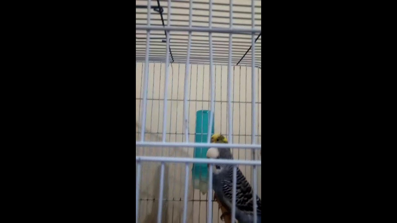 صباح النور عليكم جميعا