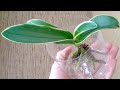 ПРОБУЙ орхидеи ТАК УКОРЕНИТЬ! корни НЕ БУДУТ ГНИТЬ, листья БЕЗ ПОТЕРИ ТУРГОРА! способ👍 1 орхидеи!
