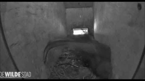 Gierzwaluw, nest stylen   13 mei 2017