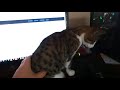 Max the Australian Mist cat.. 6mths old and quite a hunter の動画、YouTube動画。