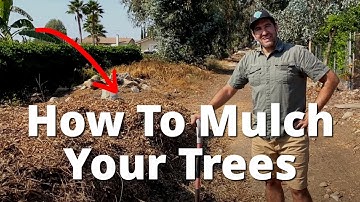 How to CORRECTLY Mulch Your Fruit Trees and Plants | Examples of Applying Wood Chip Mulch