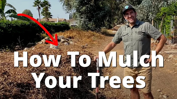 How to CORRECTLY Mulch Your Fruit Trees and Plants | Examples of Applying Wood Chip Mulch