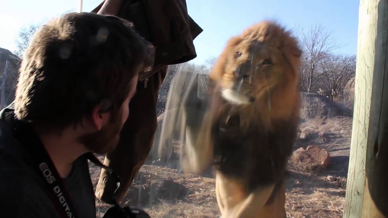 Lion trying to play with my coat. - YouTube