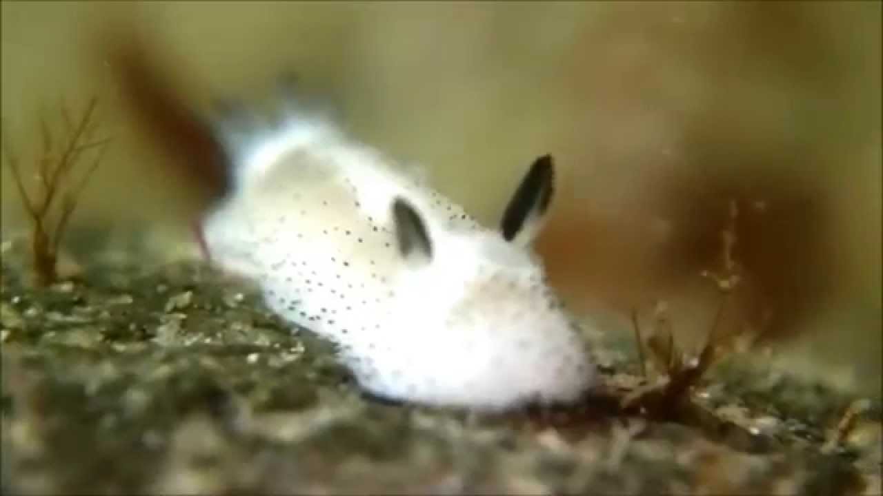 Meet The Adorable Sea Bunny Taking Over The Internet