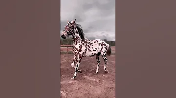 ألوان الفريدة في عالم الخيل اكسبلوررررر خيل اكسبلور Horse Cricketlover 