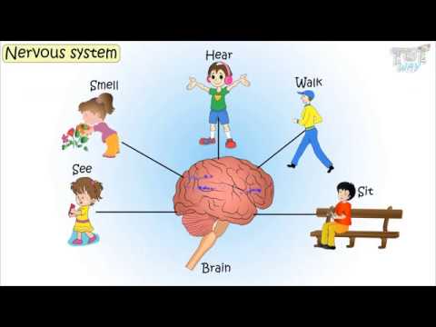 The Nervous System & Its Parts | Science | Grade 5 | Tutway