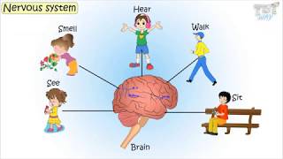 The Nervous System & Its Parts | Science | Grade 5 | Tutway