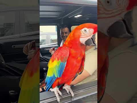 Red partot