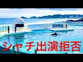 「動物の行動に異常が..」公演中止へ 鴨川シーワールド シャチ