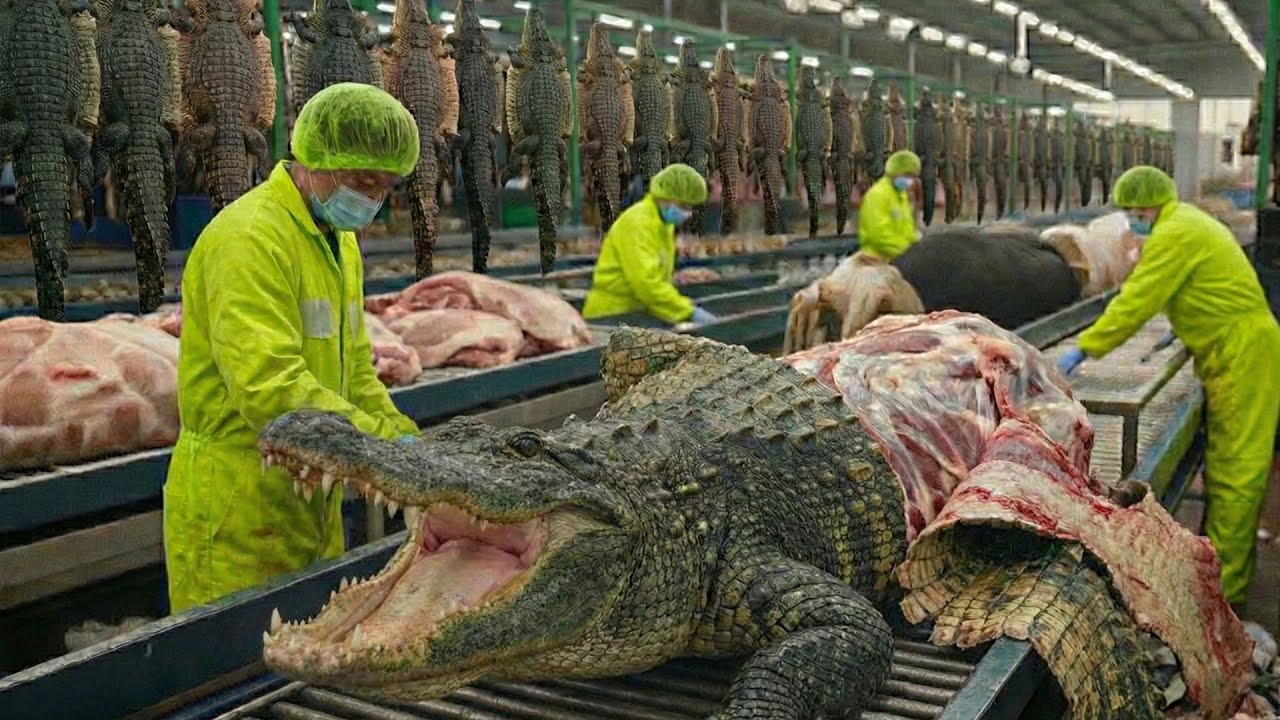 Inside the Crocodile Leather Factory: How Raw Crocodile Hides Become Luxury Goods! (Full Process)