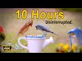 10 Hours of Birds For Cats to Watch 🐦 Uninterrupted CatTV No ADS 😻 Cute Birds Closeup Sounds