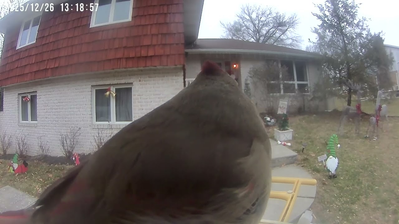 Daily Birdwatching - Netvue Birdfy Birdfeeder Cam - December 26, 2025