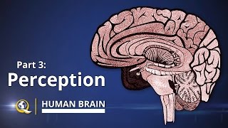 Famous Perception - Human Brain Series - Part 3 Profile