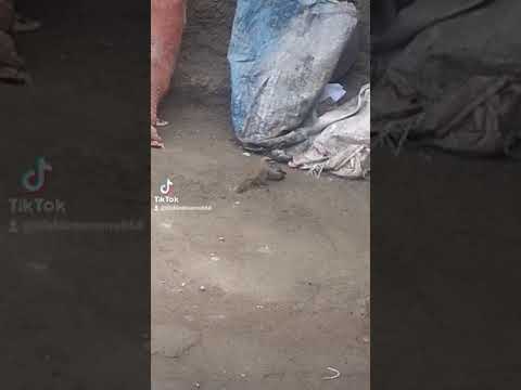 እናት ለምን ትሙት ተሂድ አጎንብሳ