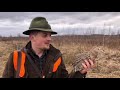 Охота на фазана с легавой