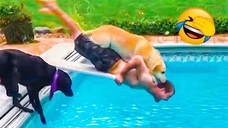 Funny Animal Videos 2023 😁 -  Funniest Cats😹 and Crazy Dogs🐶 Videos Of The Month! by Fluffy Life 477,842 views 10 months ago 30 minutes