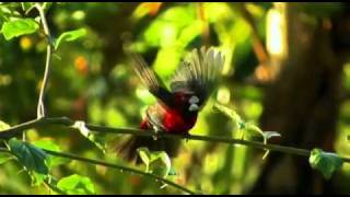 Be One With Belize Part 3 - The Jungles of Belize.mp4