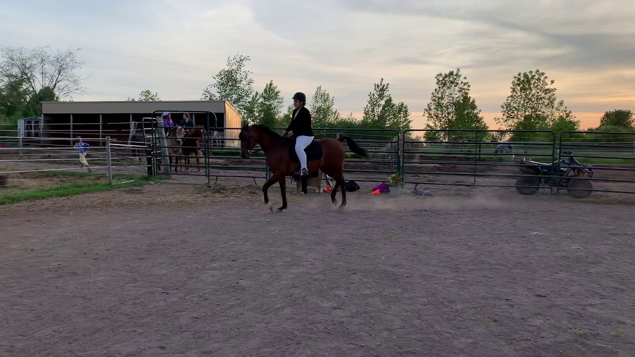 Tara sport horse under saddle - YouTube