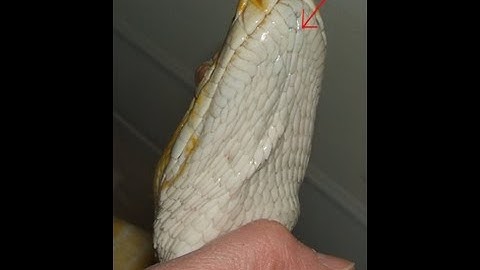 How to Treat and Kill Snake Mites : K brothers Pythons : ep.33