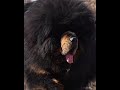 Mongolian Tibetan mastiff | Наш Монгольский тибетский мастиф