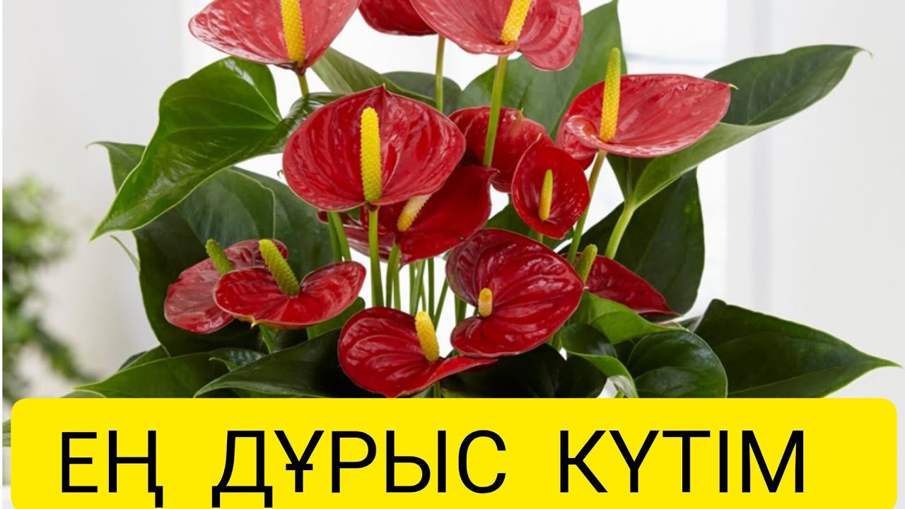 Әйел мен еркек бақыты гүлінің фотосы Әйел мен еркек бақыты гүлінің фотосы