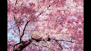 Cherry Blossom tree Edit
