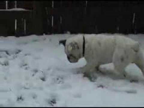 Bodhi's First Snow