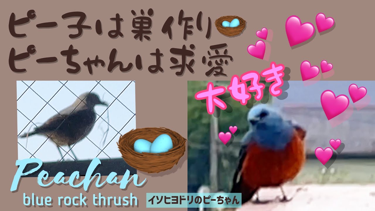 求愛するイソヒヨドリのピーちゃん?ピー子はせっせと巣作り?かと思い 
