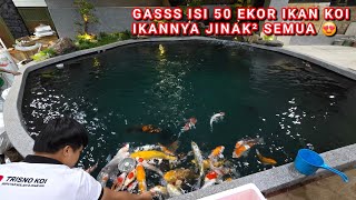 Download Lagu KOLAM KOI BARU GASS ISI 50 EKOR ALL JINAK² | KOLAM KOI MINIMALIS NATURAL | CENGKARENG JAKARTA BARAT MP3