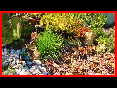 Front Garden Clean-up Day | Vlog #21Succulent U0026Coffee W/ Liz