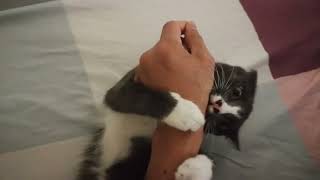 I let my cat bites my arm and she won't let go by Smoky & Animals 1,170 views 6 months ago 39 seconds