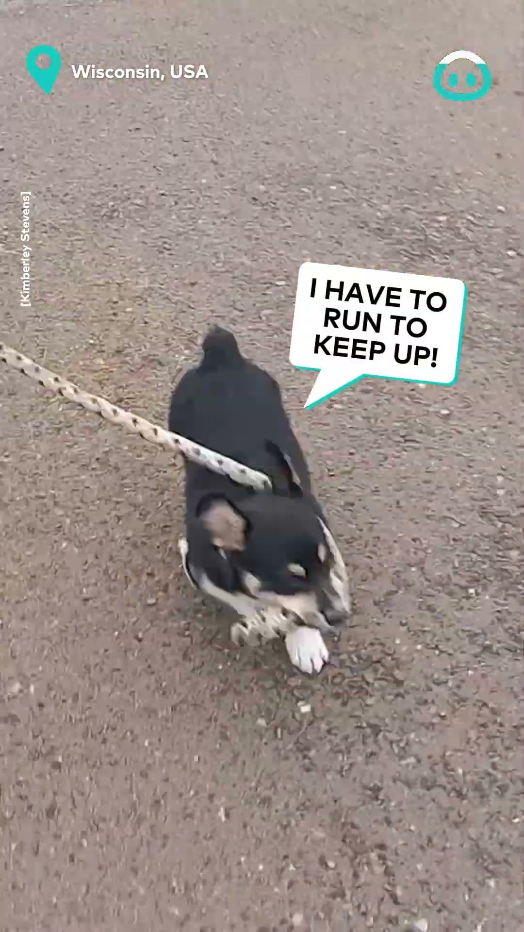 Corgi Puppy Leads Horsy Pal || ViralHog