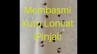 Cara paling ampuh basmi kutu loncat , kutu kucing atau pinjal dirumah  #kutukucing #pinjal #kutu