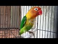 Pancingan Cepat Merangsang Suara Dobelan Lovebird Proses Lovebird Jantan Belajar Dobelan Rapat Mp3 - Mp4 Download