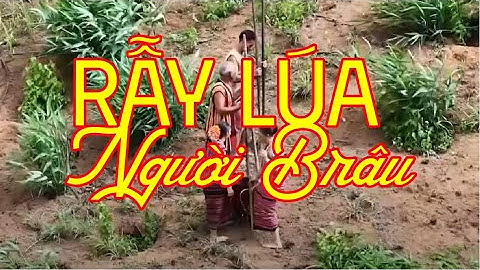 Rẫy Lúa Người Brâu | OCOS – Mỗi Xã Một Bài Ca #38