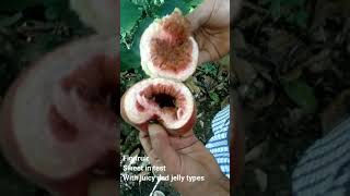 What is wild Fig fruit? Natural Fruit found in big Jungal #Ficus racemosa