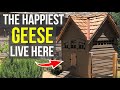 Qui A Votre Oie Goose House Tour Qui A Votre Oie Goose House Tour