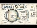 RETINA- Photoreceptors, how impulse generate and travel