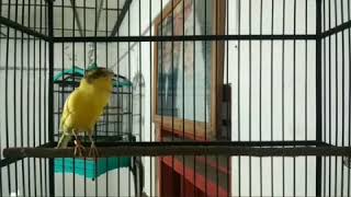 Kenari Lambe Nyinyir-Alitsalvatrucha-Bali