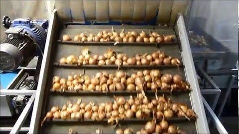 Haith Onion Intake, Sorting & Automated Box Filling System