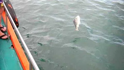 FAITH ANNETTE WARNER KAWGDOO'S WORLD RECORD CATCH ...