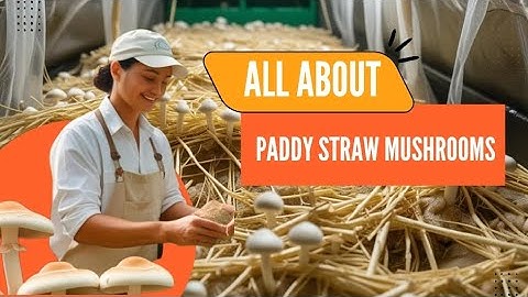 🍄 World’s Tastiest Mushroom – The Amazing Paddy Straw Mushroom! 🍄